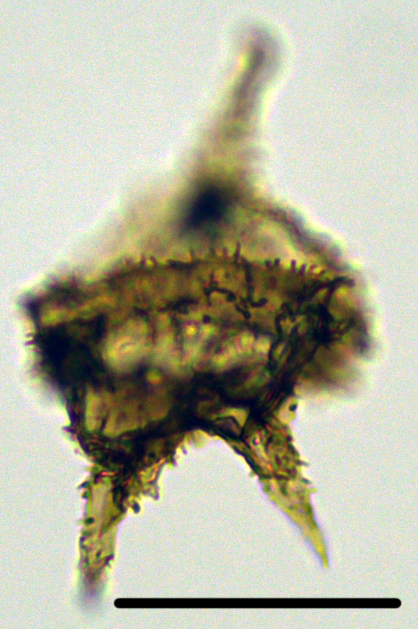 Cerodinium cpx denticulate Cero27X21416360920a.jpg